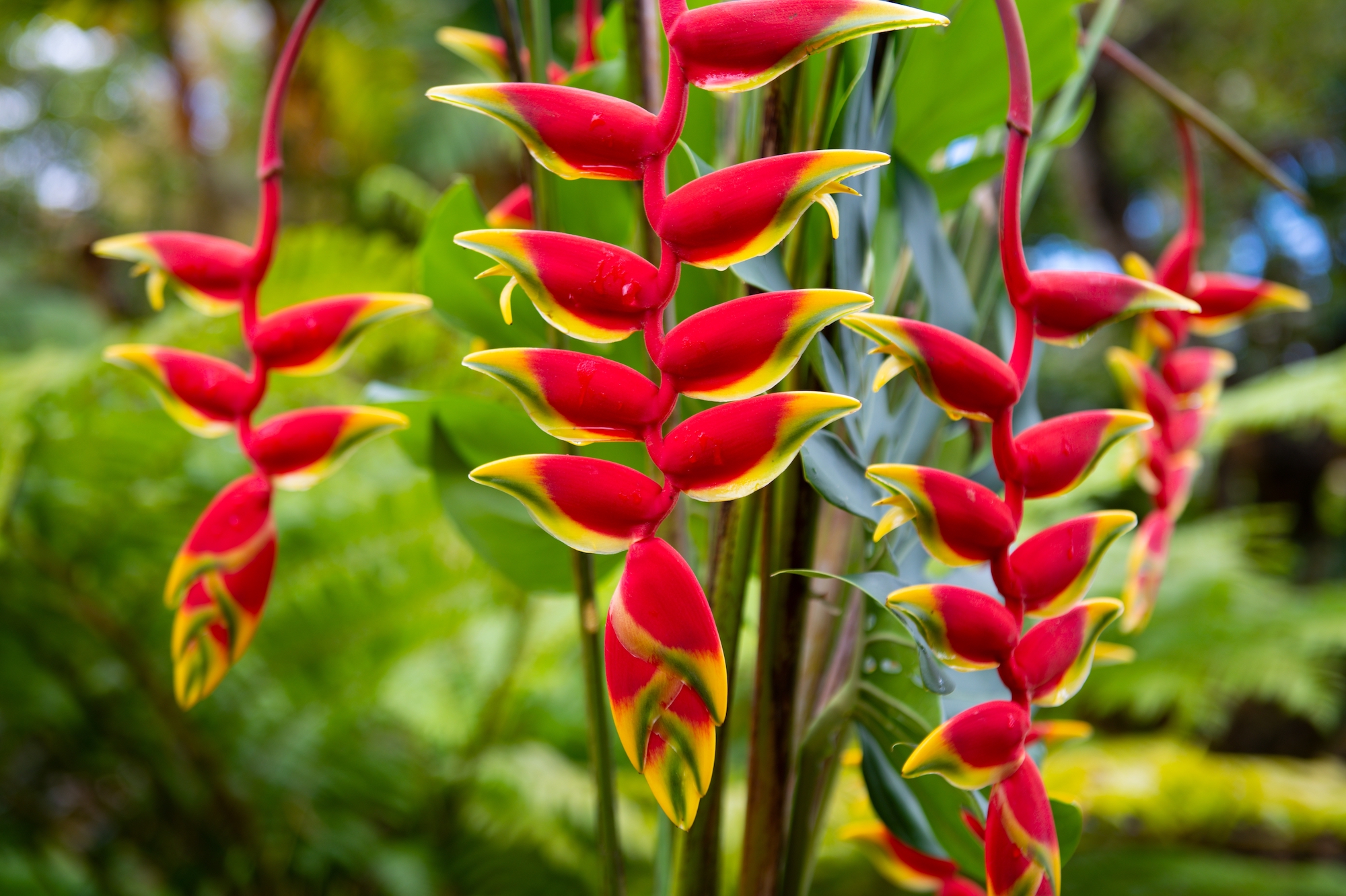 heliconia or hanging lobster claw flower